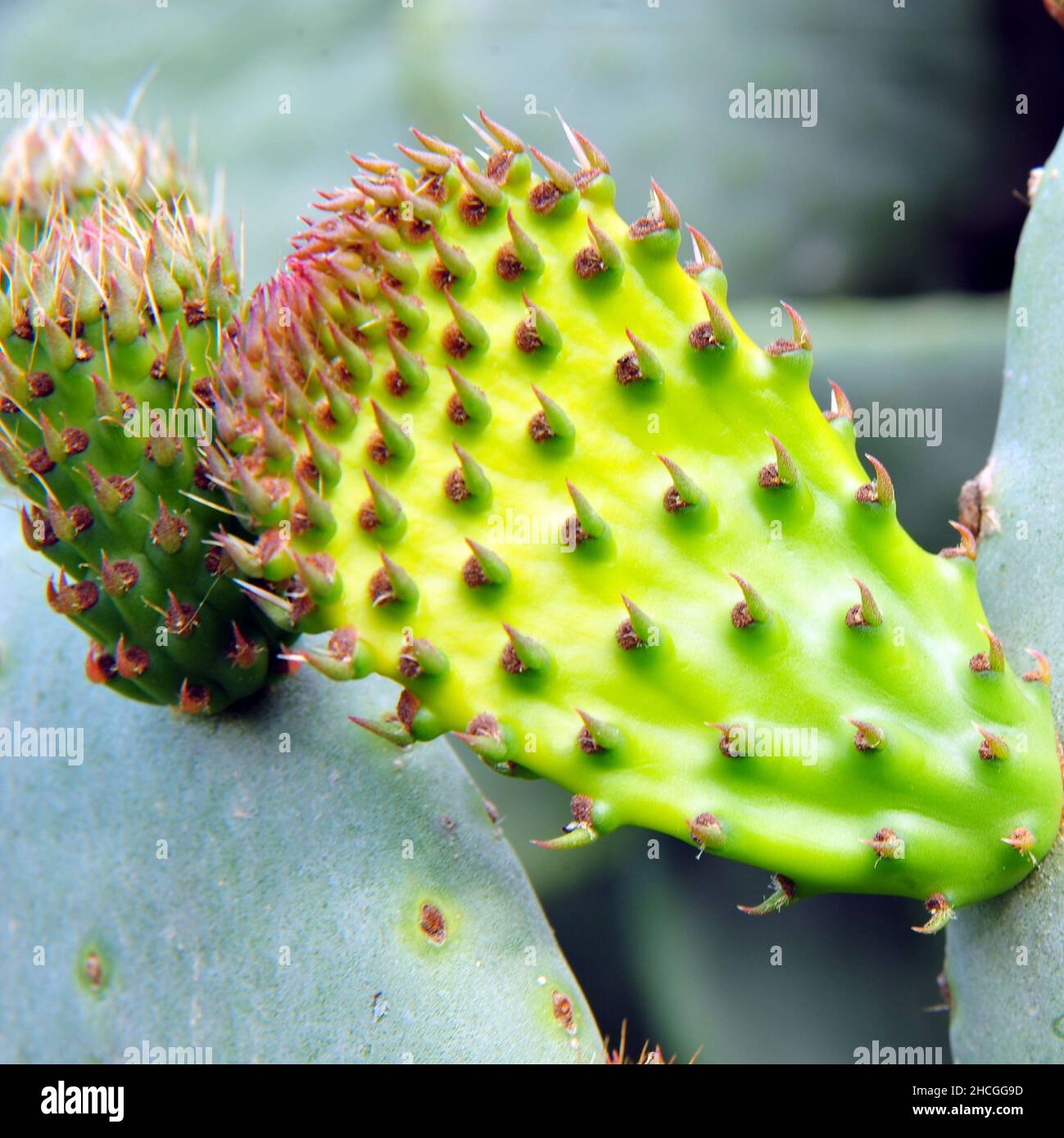 Cactus plant malta hi-res stock photography and images - Alamy