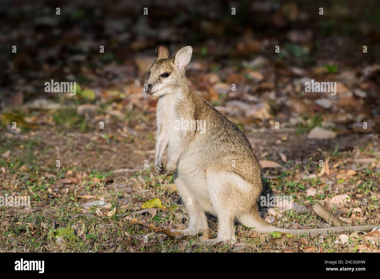 Juvenile Agile Wallaby on a forest clearing. Stock Photo