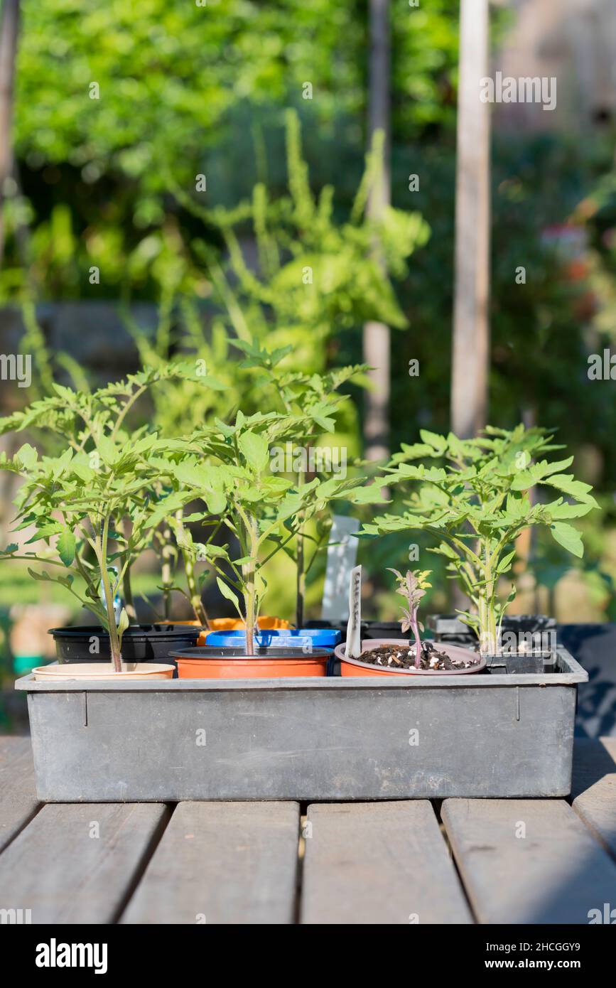 Young tomato plants of varying types, having grown from seed now in individual pots ready for