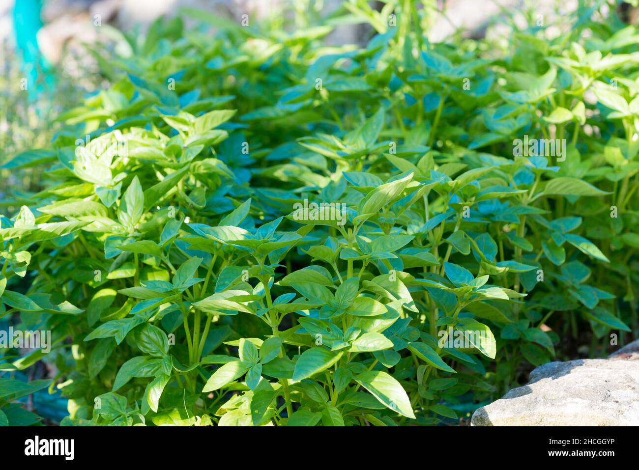 Herb, Basil (Ocimum basilicum) growing in a backyard vegetable patch in Sydney, Australia Stock