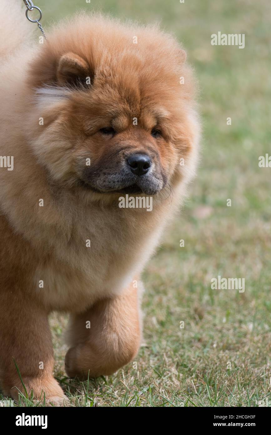 Chow Chow walking towards the camera Stock Photo