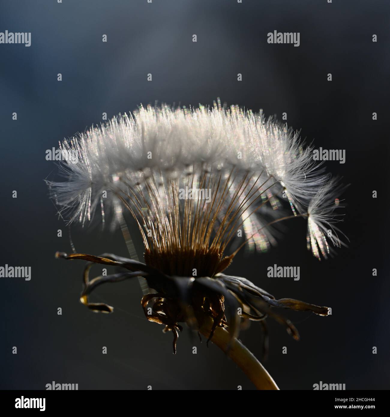 Closeup shot of a dandelion on a blurry background Stock Photo