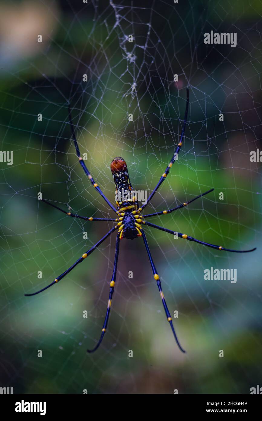 Bottom view of a beautiful Golden Orb Web spider (Nephila Pilipes) Stock Photo