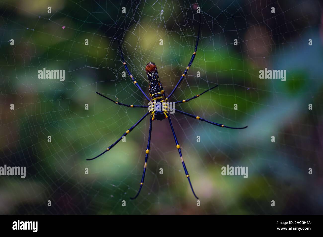 Bottom view of a beautiful Golden Orb Web spider (Nephila Pilipes) Stock Photo