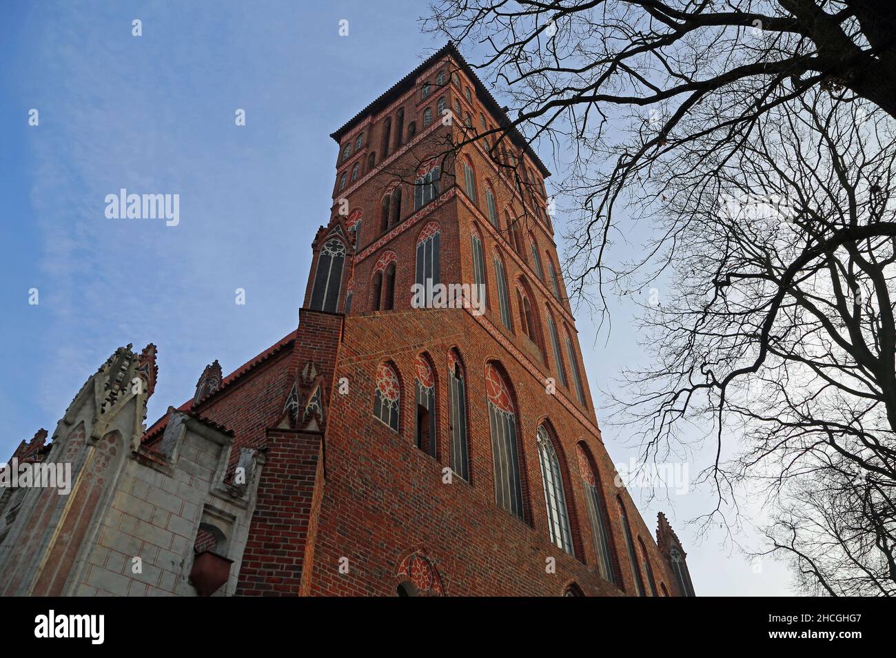 The tower and the tree - Saint Jacob's Church - Torun, Poland Stock Photo