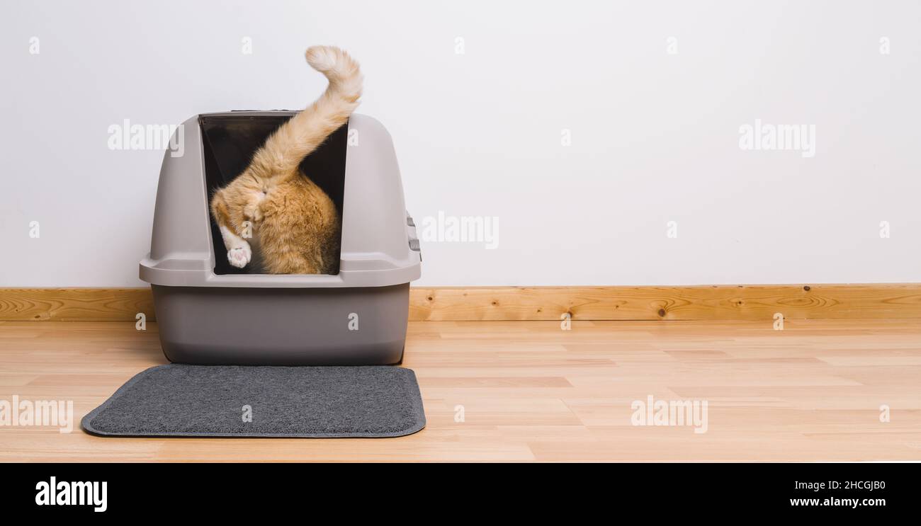 Tabby cat step inside a litter box and poops or pee, banner size