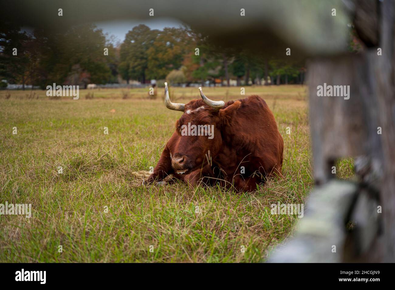 Brown cattle lying on the grass in the field Stock Photo - Alamy