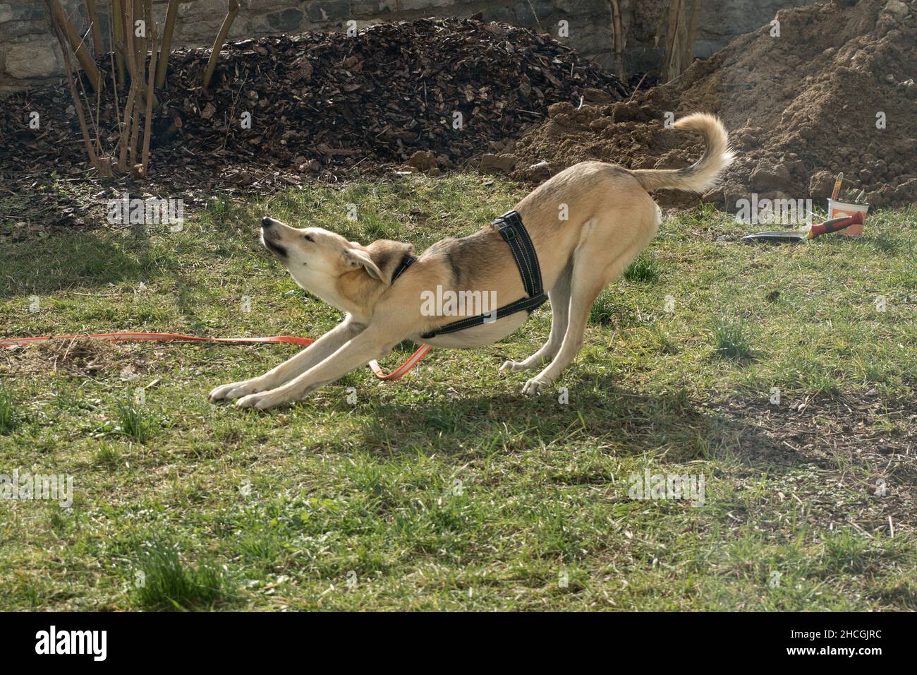 Hundemorgengymnastik - Morgengymnastik für Hunde Stock Photo