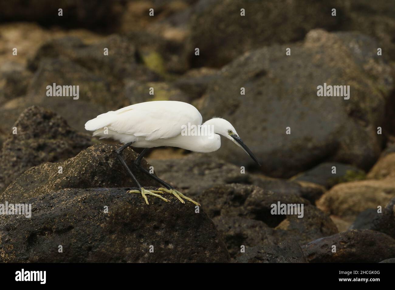 Little egret feeding amongst the volcanic rocky shoreline on Lanzarote. Stock Photo