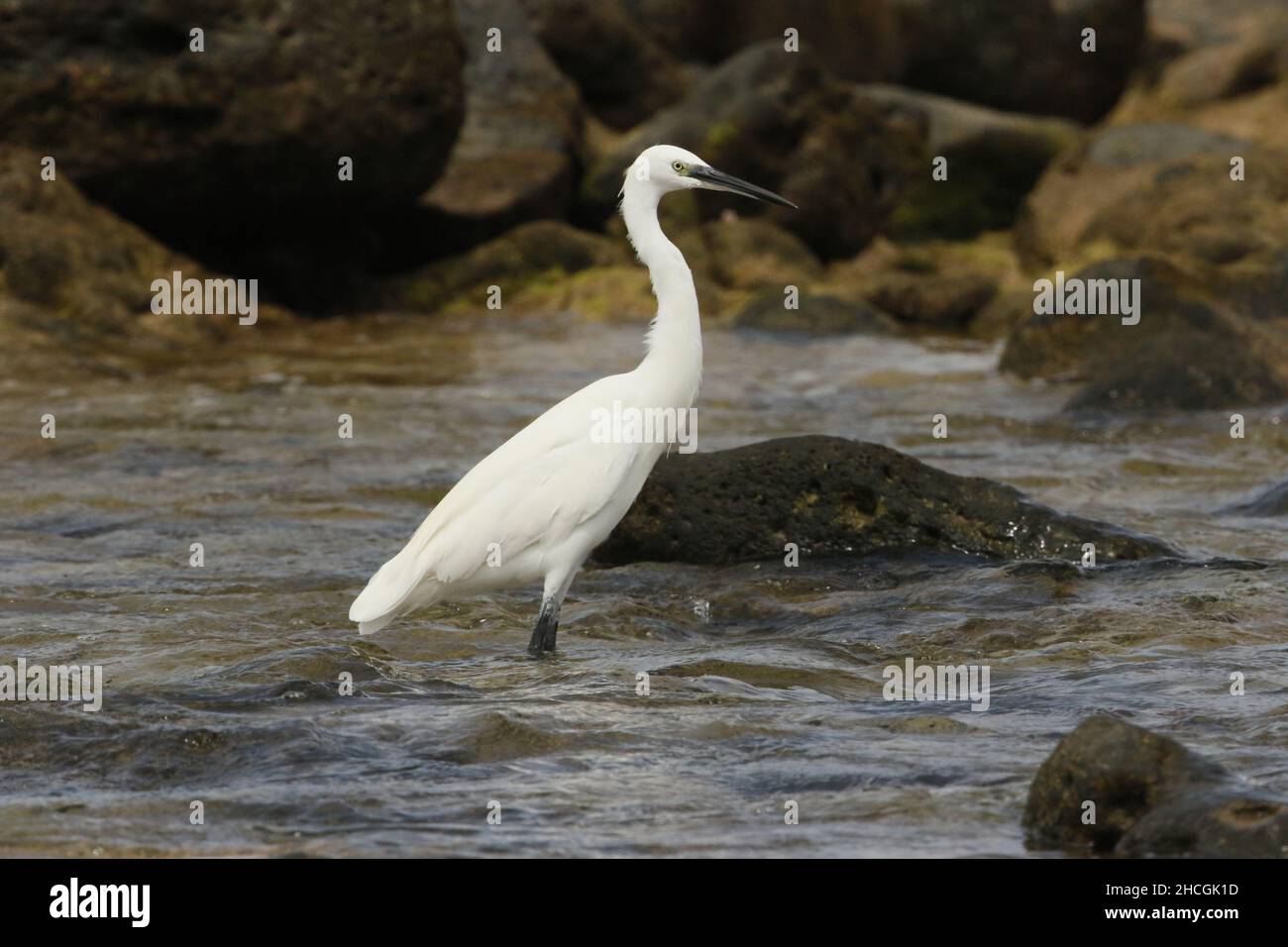 Little egret feeding amongst the volcanic rocky shoreline on Lanzarote. Stock Photo
