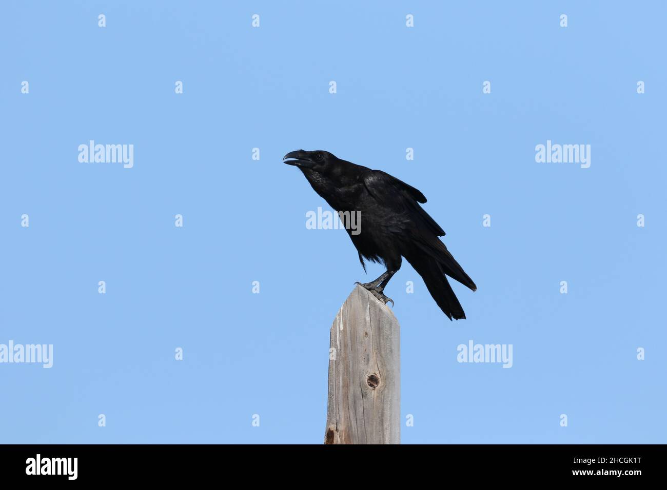 Raven, on Lanzarote are of the subspecies 'canariensis' they are not common but may be spotted over the mountains and arid plains. Stock Photo