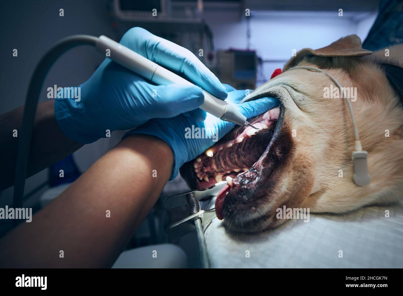 Veterinarian during examining and cleaning dog teeth. Old labrador retriever in animal hospital. Stock Photo