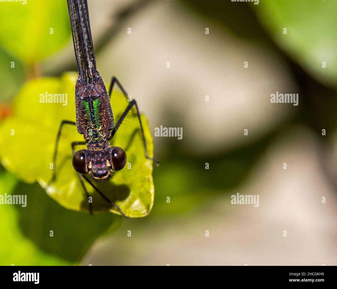 Macro shot of a dragonfly on a green leaf against a blurred background ...