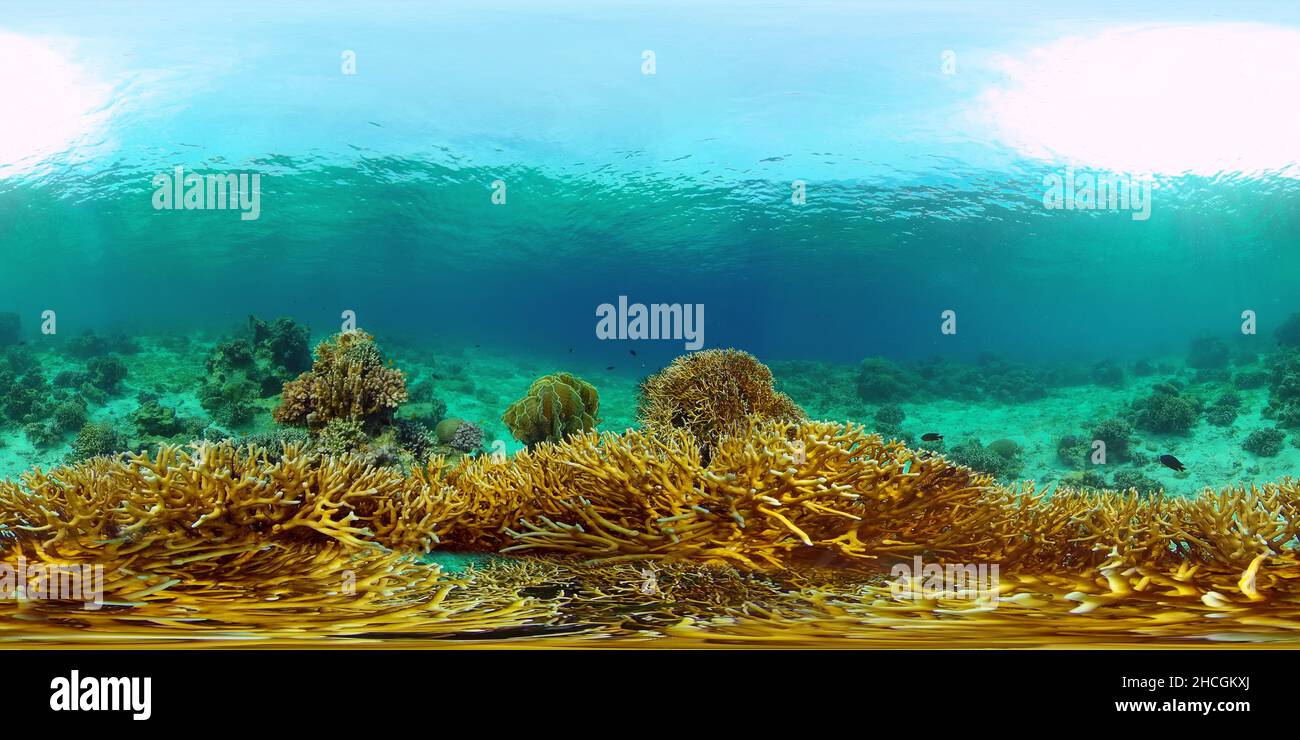 Virtual Reefs Virtual coral reef hi-res stock photography and images - Alamy