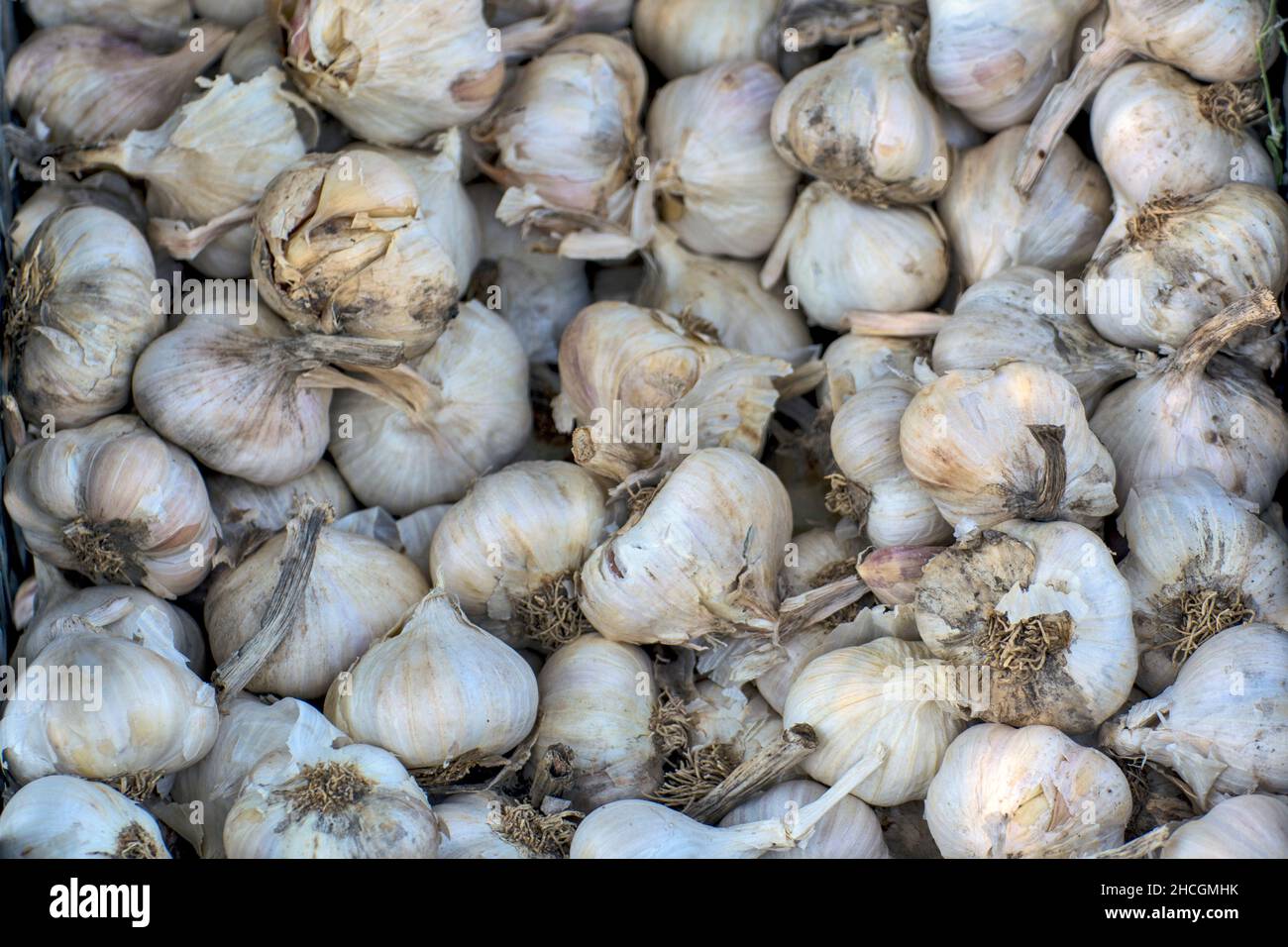 Selling garlic heads in a pile in a crate. Garlic is very healthy for human consumption. Stock Photo