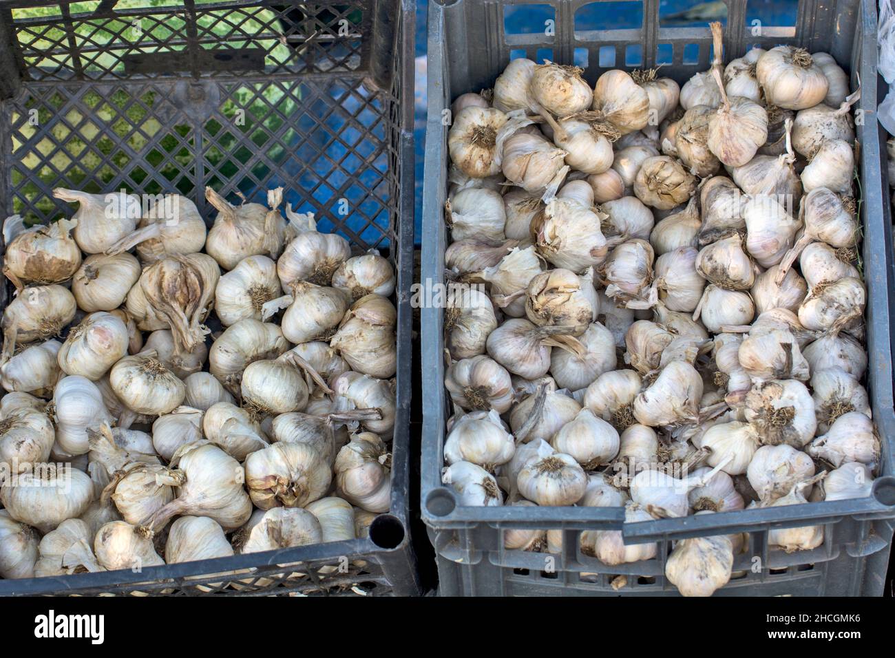 Selling garlic heads in a pile in a crate. Garlic is very healthy for human consumption. Stock Photo