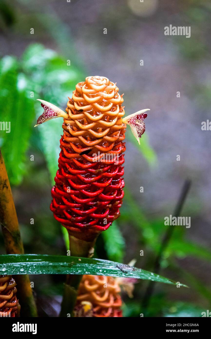 Beehive ginger plant (Zingiber spectabilis) over tropical background in