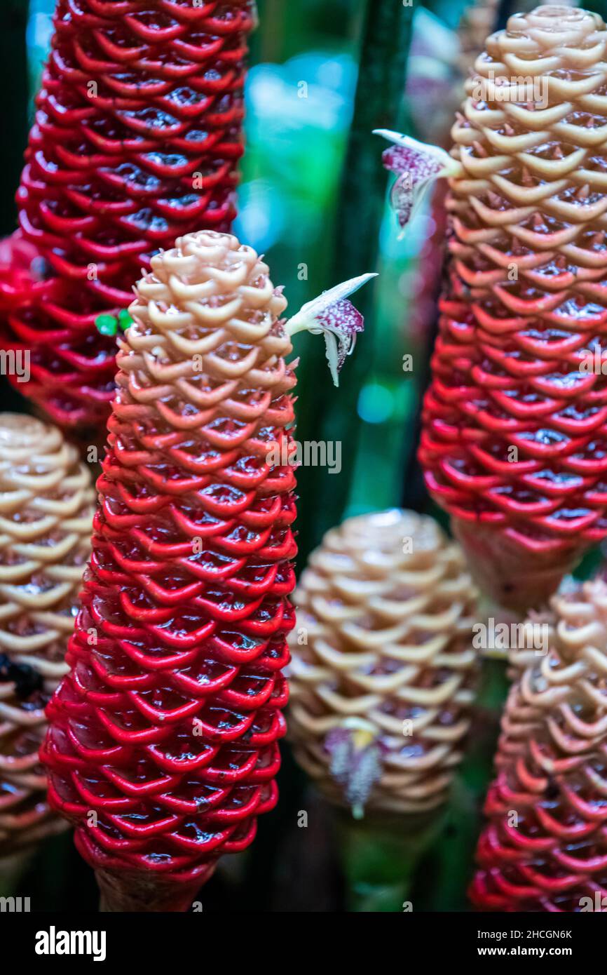 Beehive ginger plant (Zingiber spectabilis) over tropical background in
