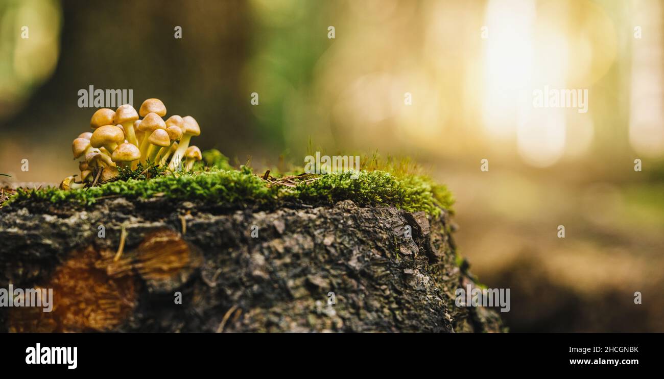 beautiful mushroom in grass on a tree trunk, autumn season. little fresh mushroom on moss, growing in Autumn Forest. copyspace for your individual tex Stock Photo