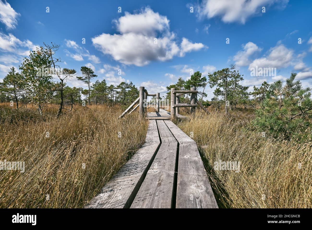 Boardwalk in a Raised bog in Kemeri National park in Latvia. Summer Stock Photo