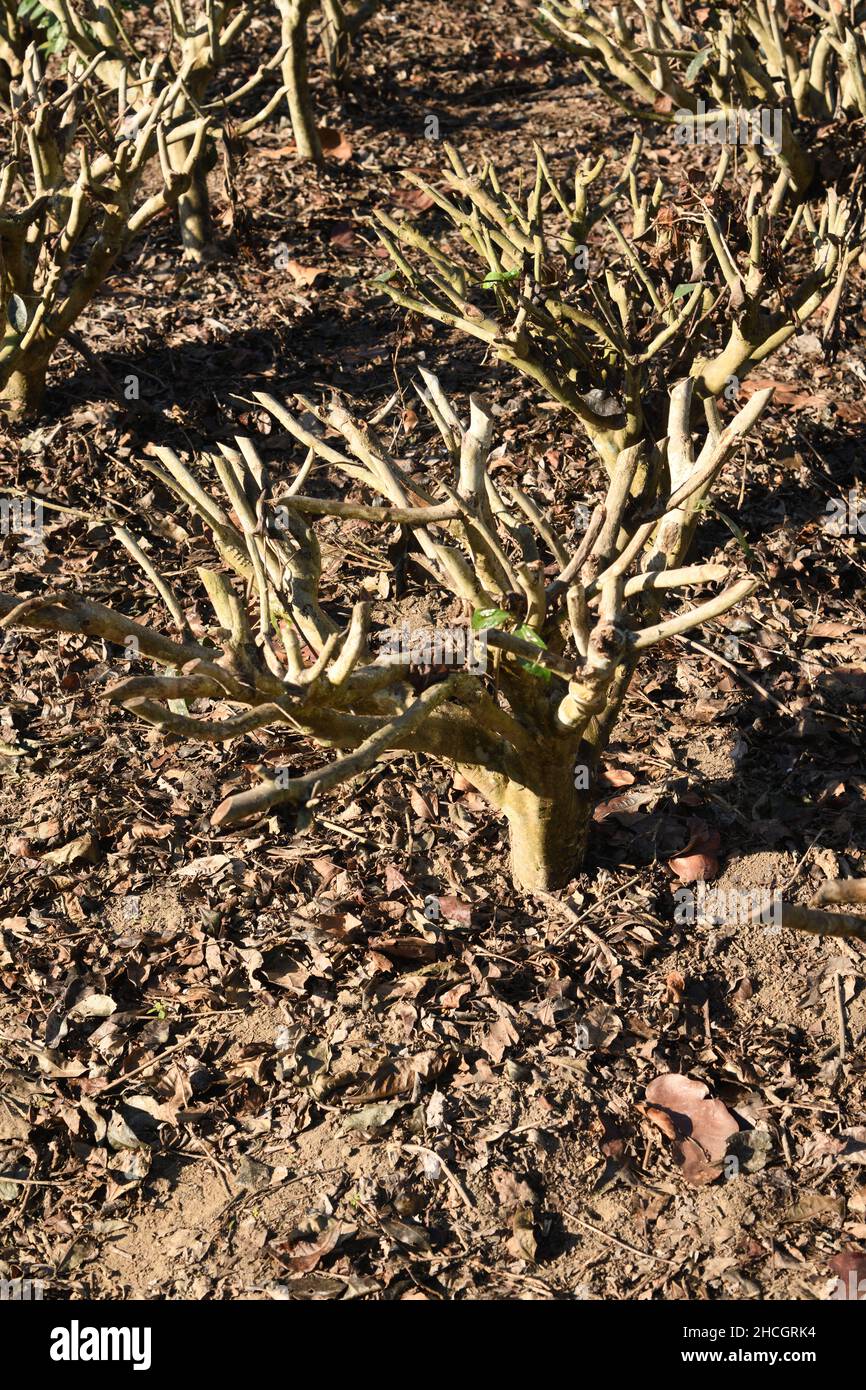 Pruned tea plant at regular interval to maintain the height and