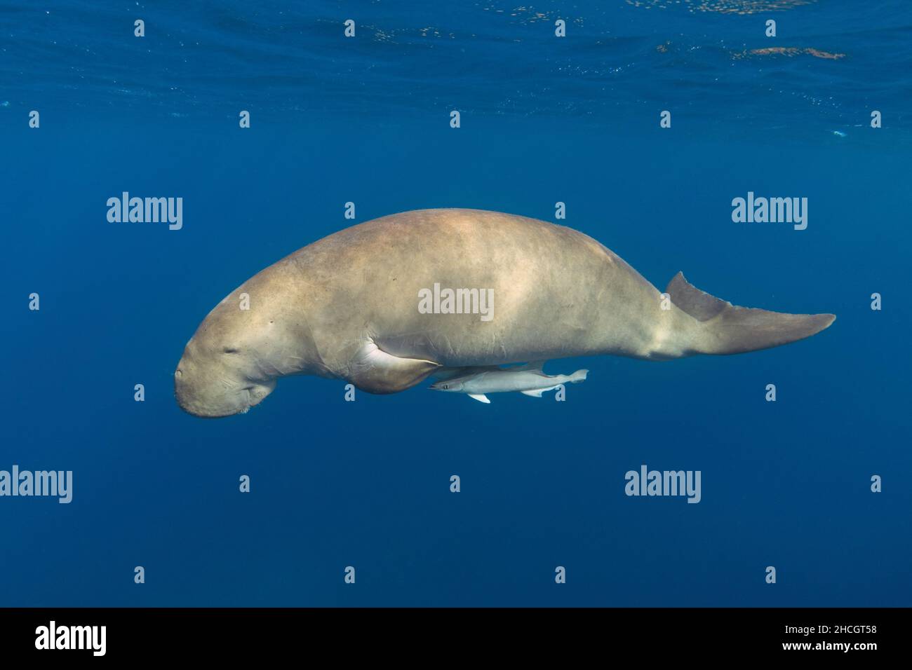 Dugong hi-res stock photography and images - Alamy