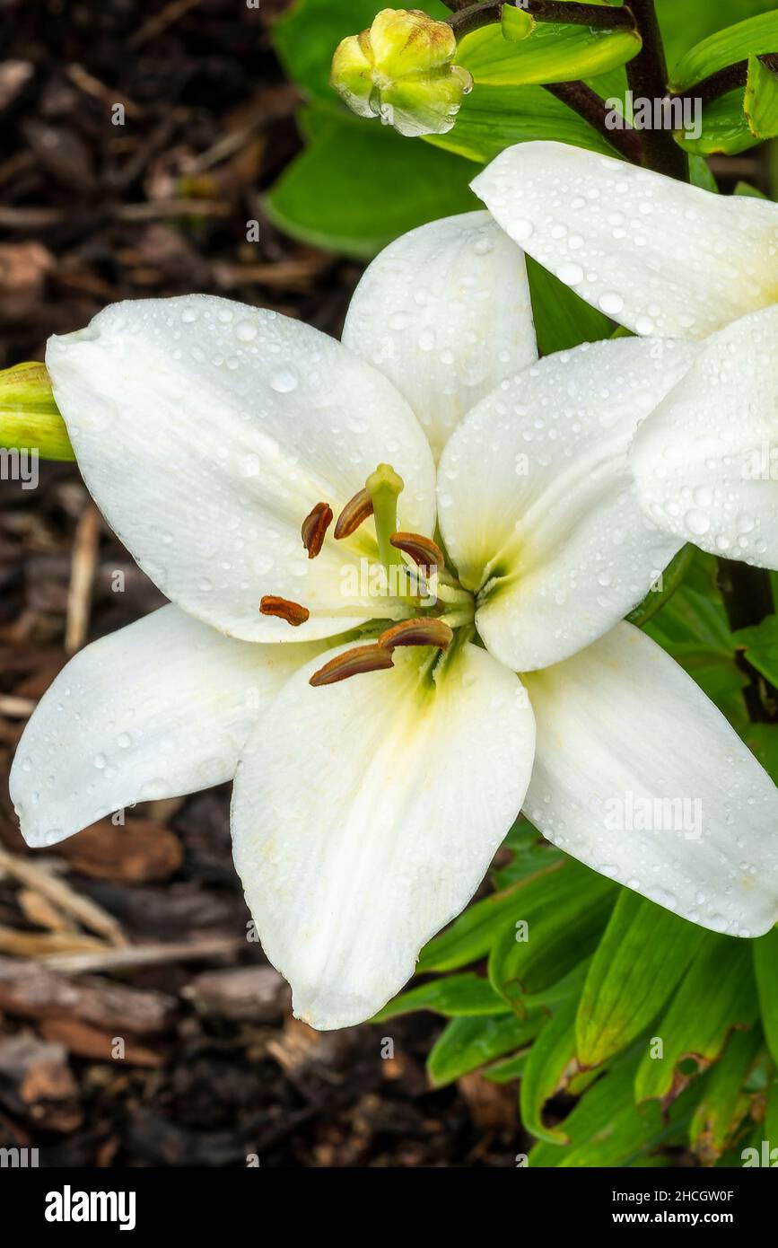 Lily 'Navona' (lilium) a summer flowering bulbous plant with a white