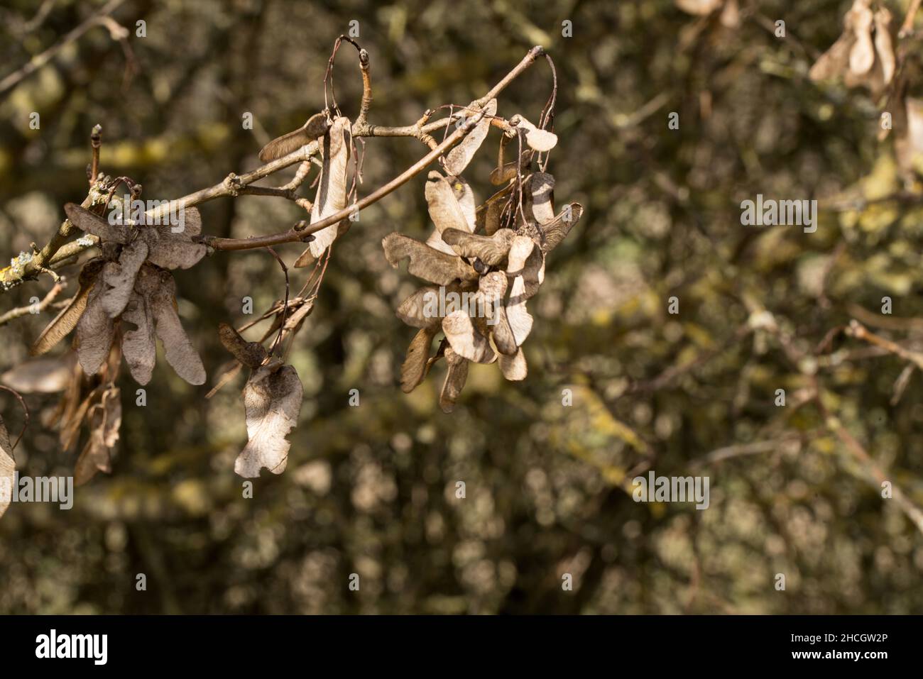 Ahronsamen - Acersamen Stock Photo