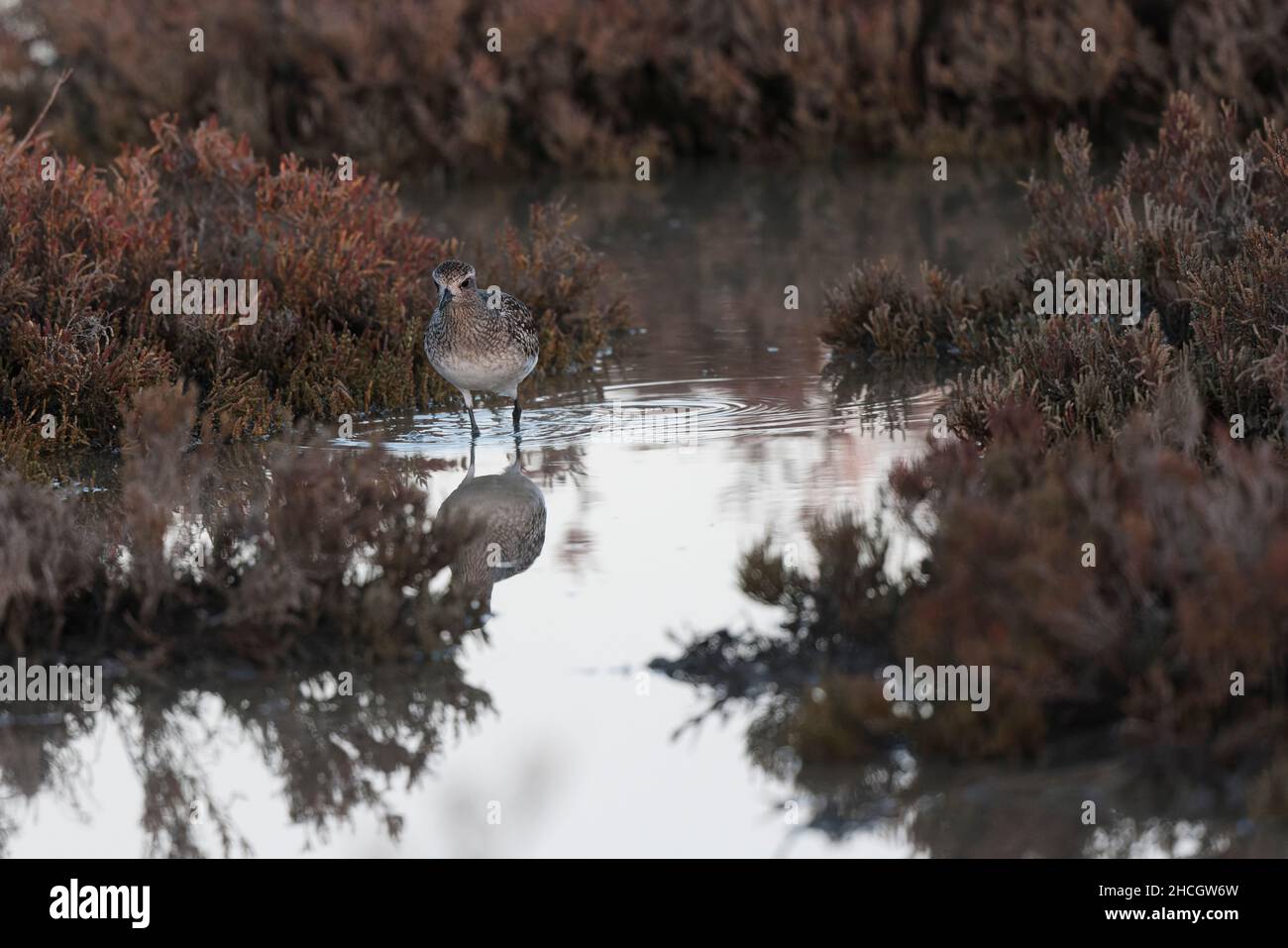 Grey Plover Pluvialis squatarola in the sansouire in Camargue, Southern France Stock Photo