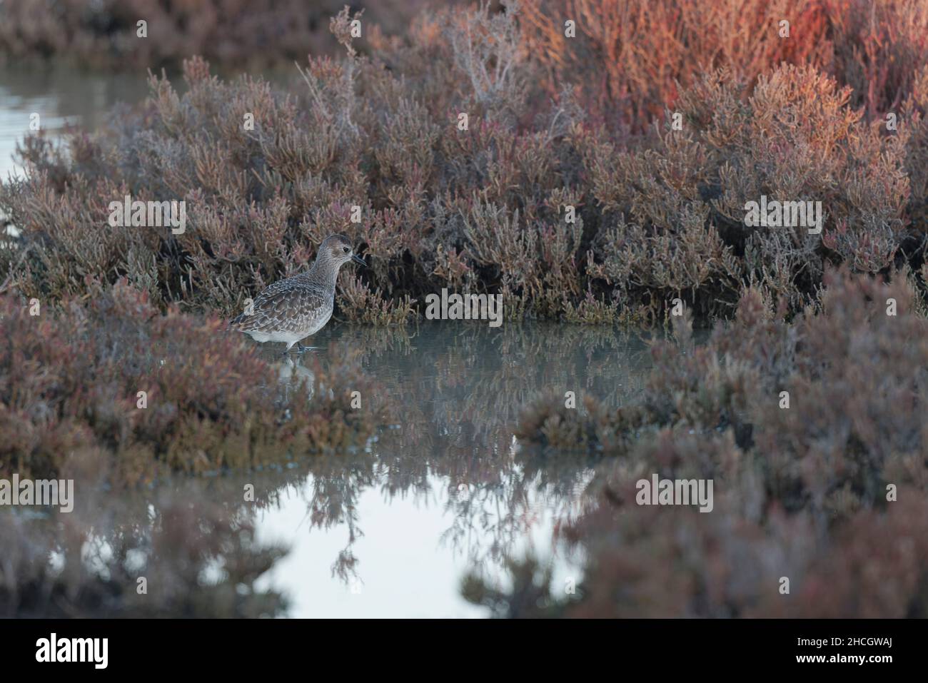 Grey Plover Pluvialis squatarola in the sansouire in Camargue, Southern France Stock Photo