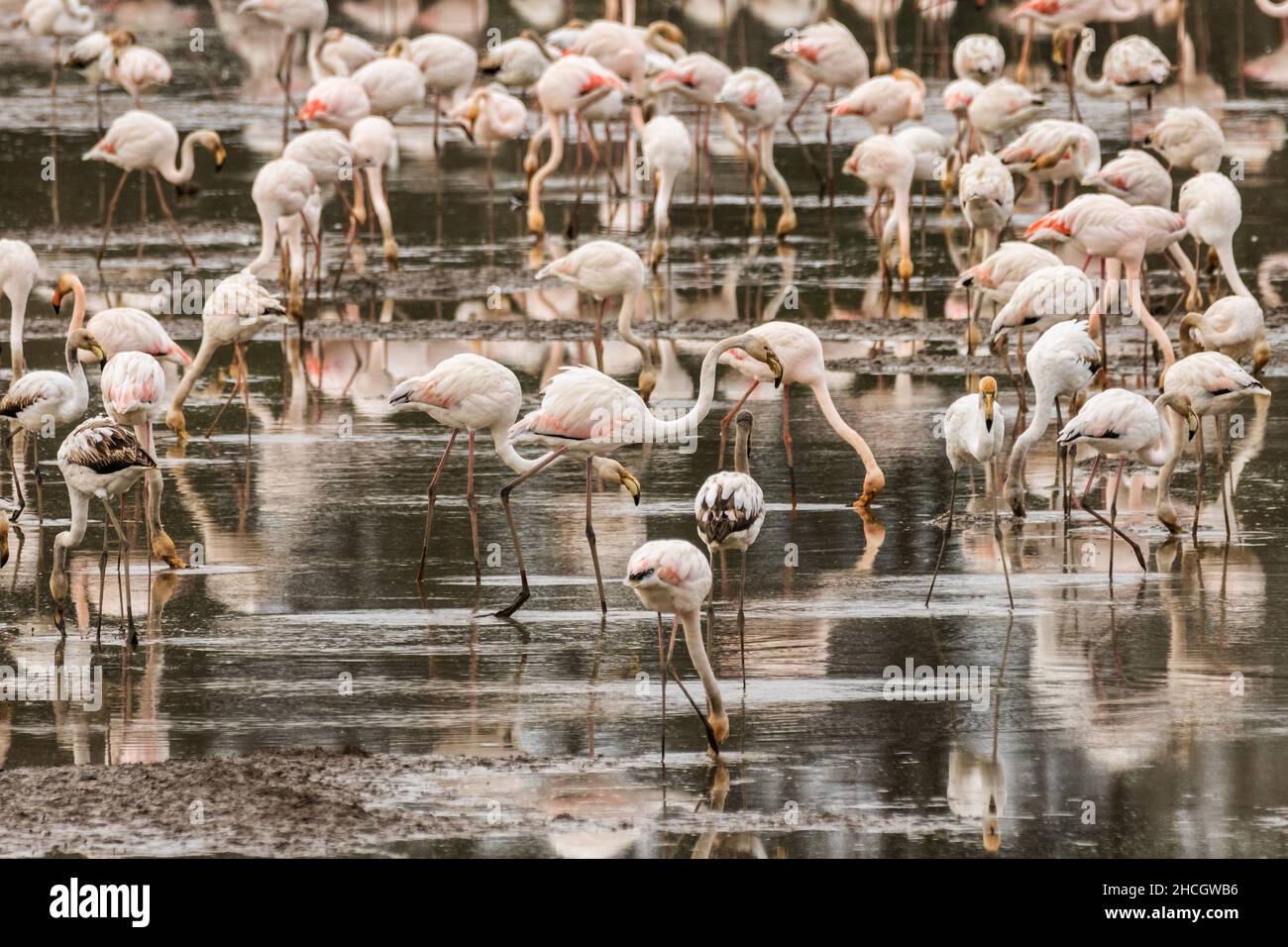 Large flock of greater flamingos feeding in rice fields near the ...