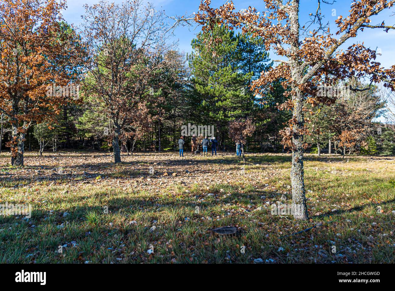 In the Var department, oak trees are used for truffle cultivation. Only after 10 years the first truffles can be harvested from a tree. At the age of 20 - 30 years the truffles become smaller, growing on the roots of the trees. Bauduen, France Stock Photo