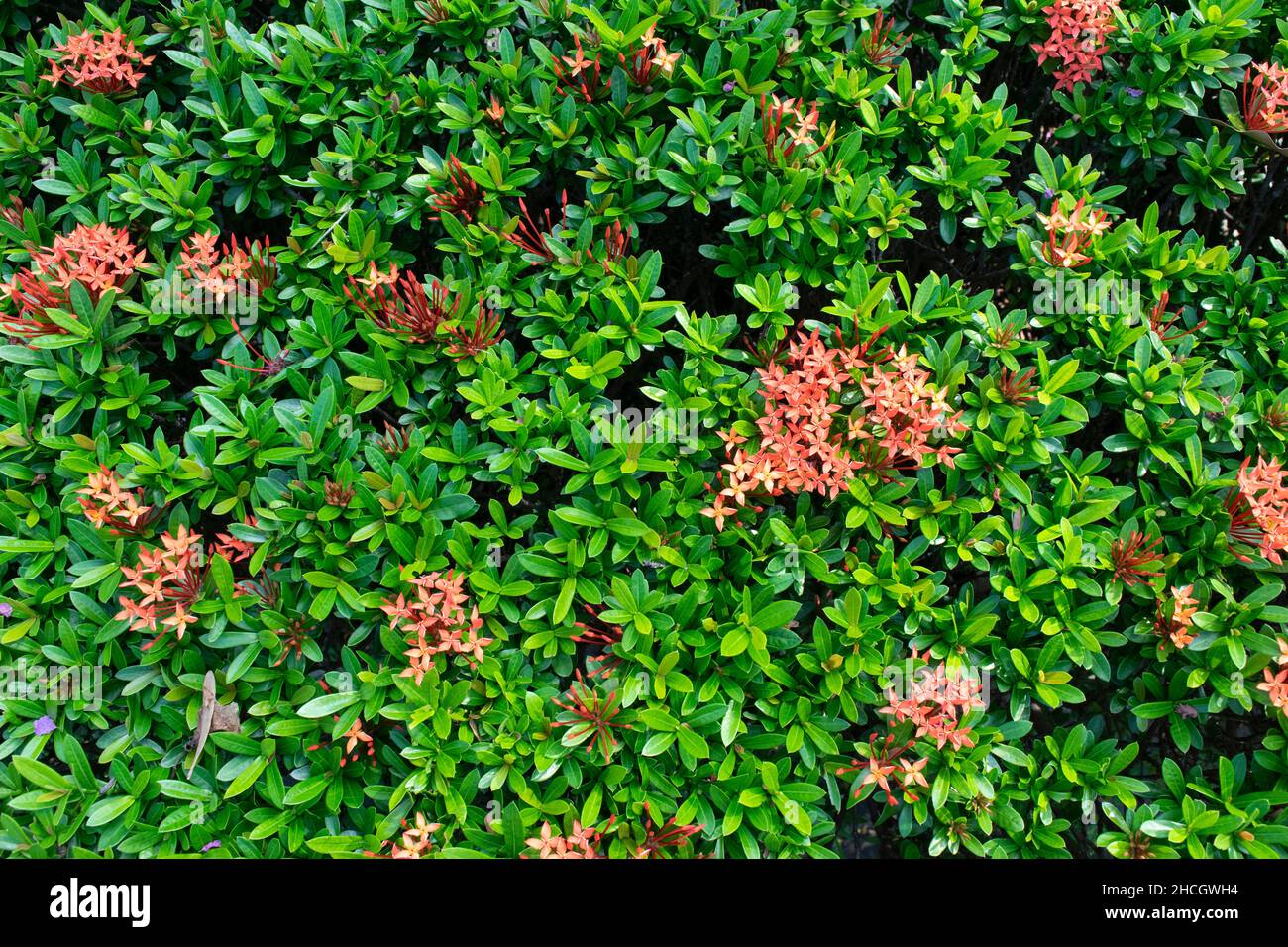 Red Ixora Bush background, Ixora Plant Stock Photo - Alamy
