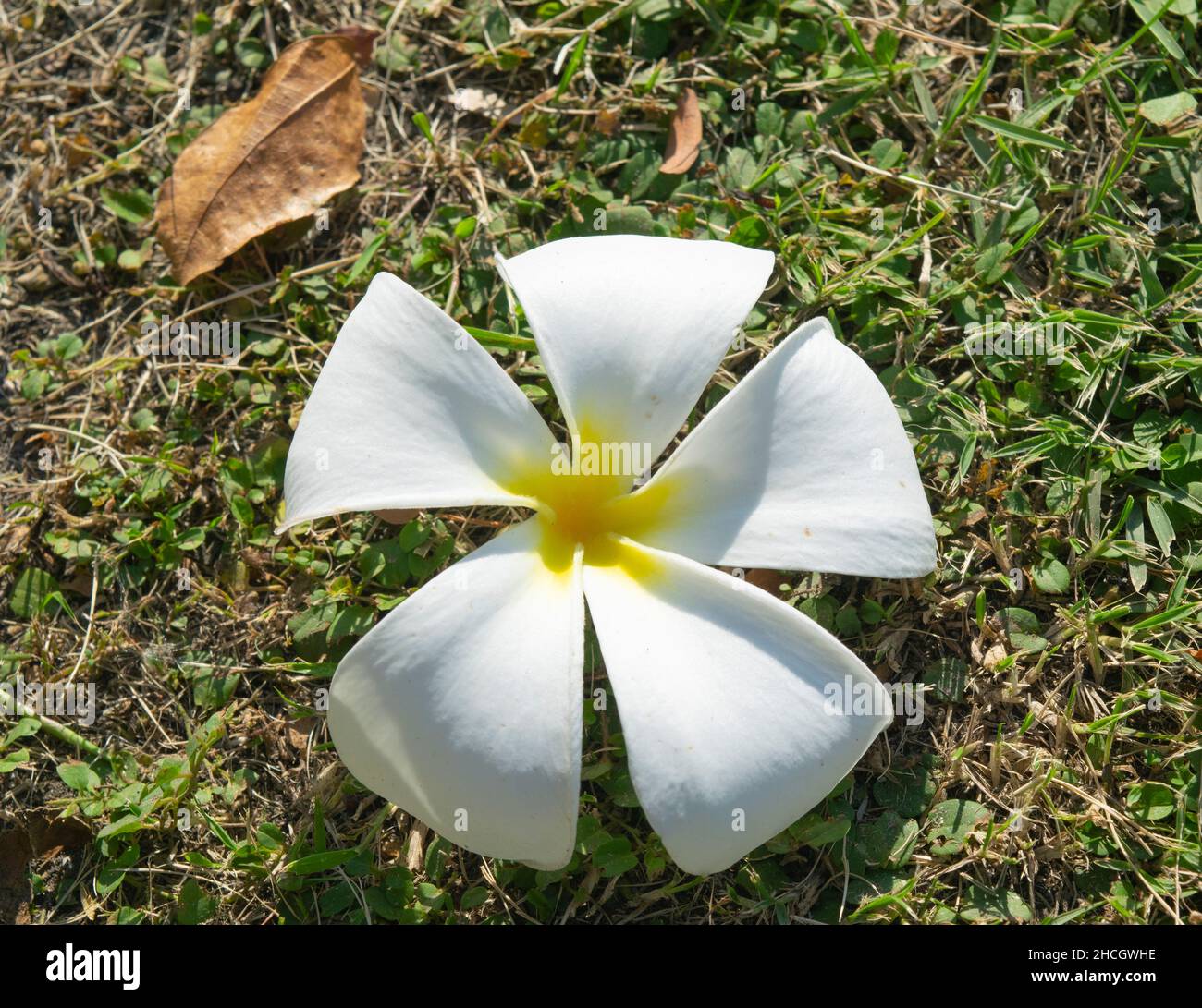Plumeria or frangipani flower hi-res stock photography and images - Alamy