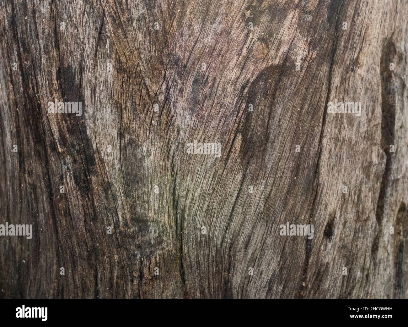 Wooden tree trunk up close hi-res stock photography and images - Alamy