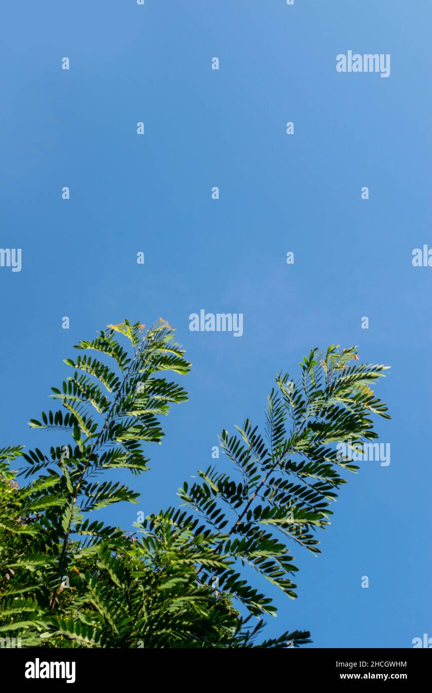 Beautiful tree branches hi-res stock photography and images - Alamy
