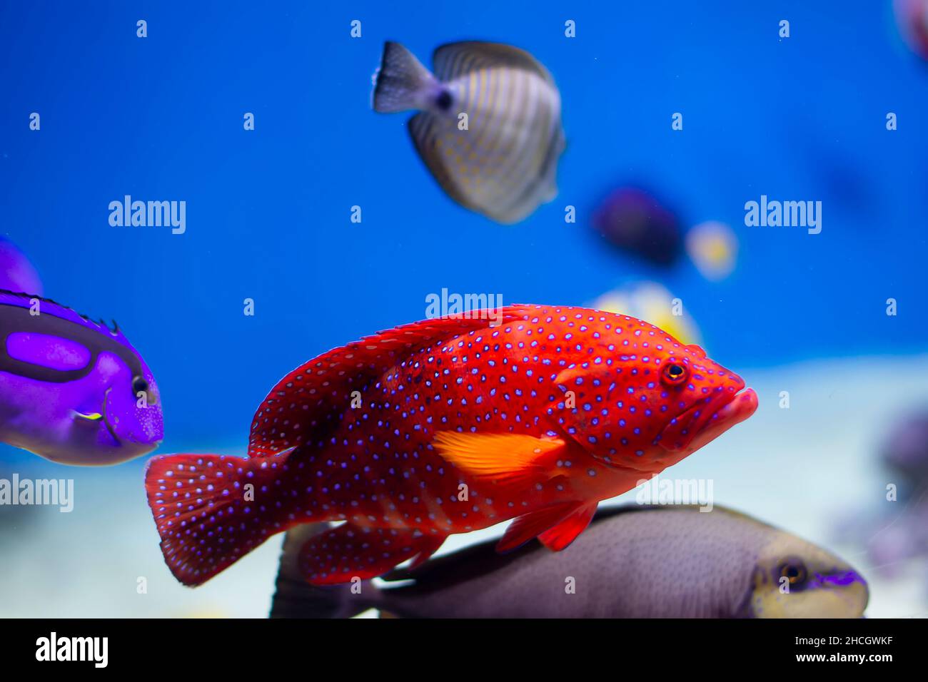 Beautiful exotic fish in the water. Stock Photo