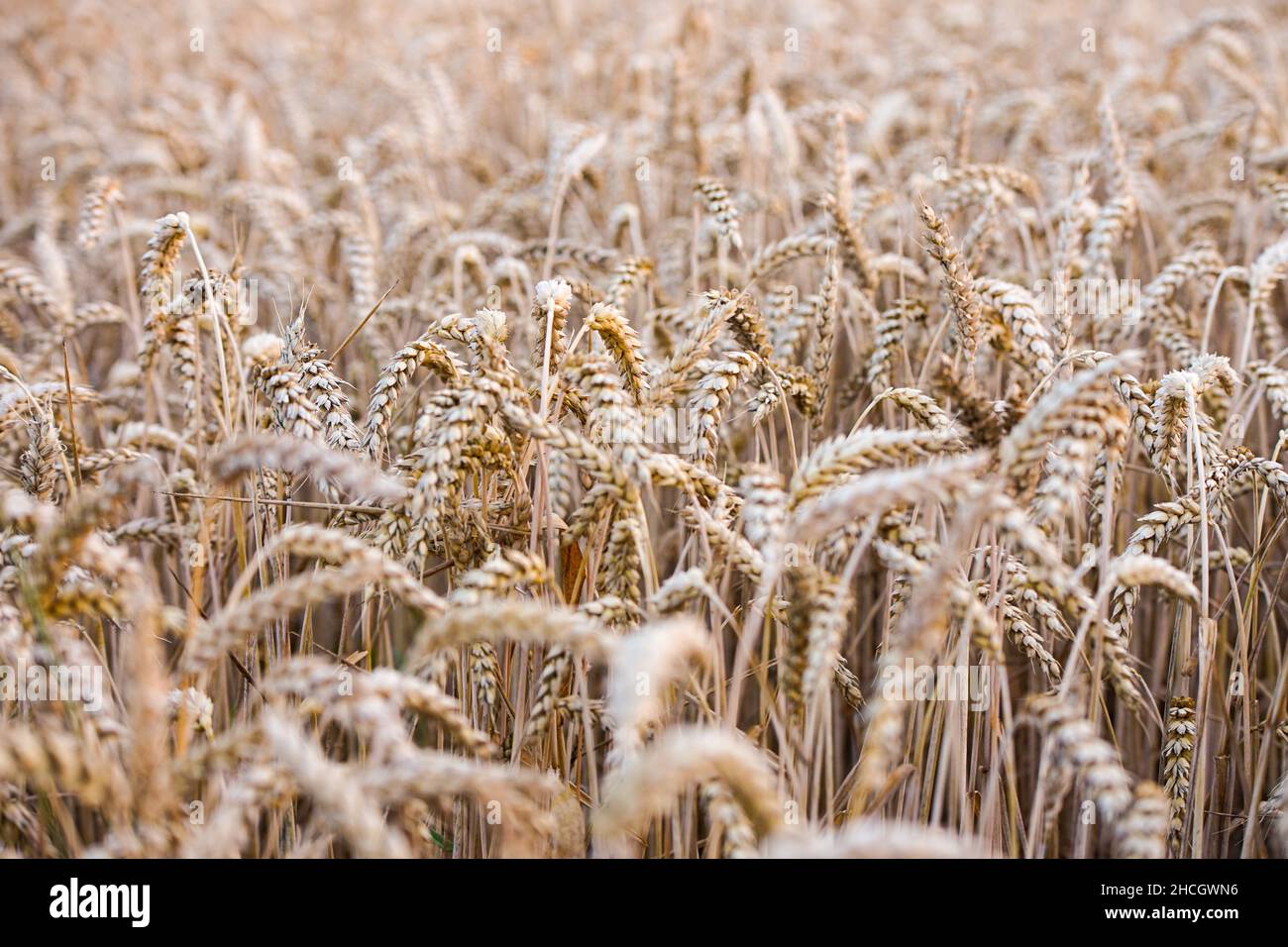 Weizenfeld on a warm summer day Stock Photo