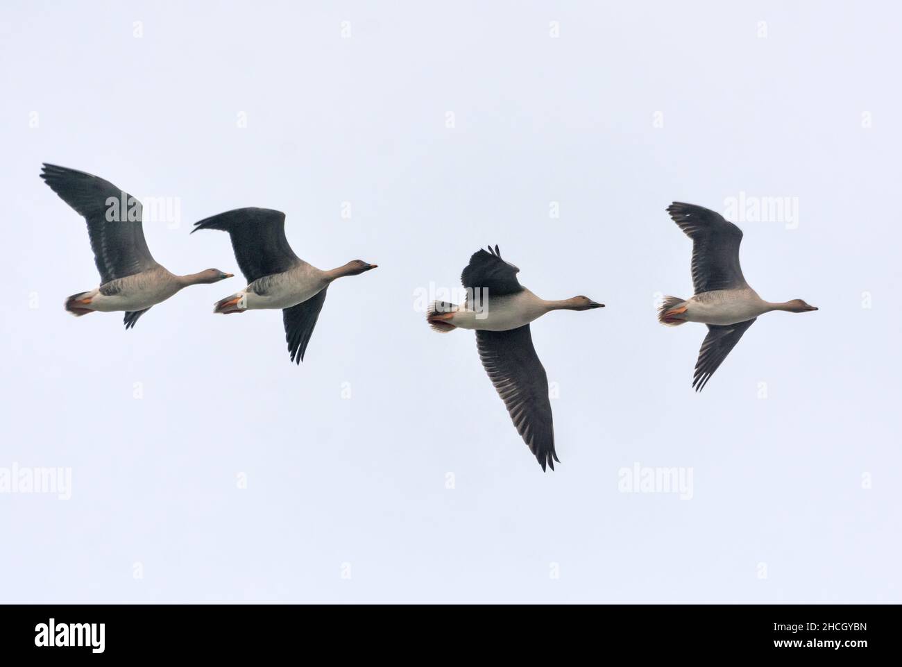 Small flock of bean geese (Anser fabalis) tight fly in light sky close to each other in autumn Stock Photo