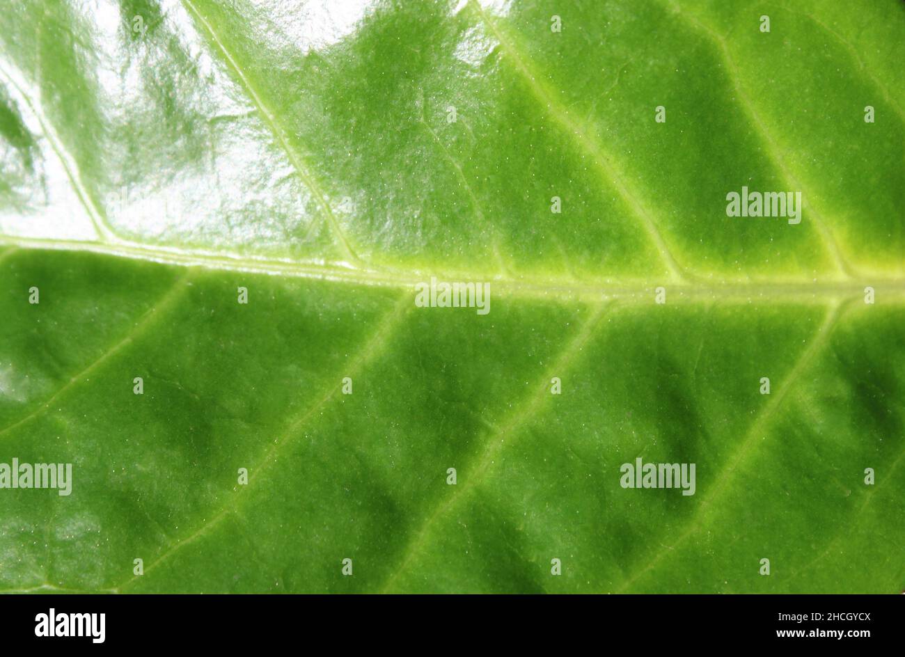 a green leaf with veins close up Stock Photo - Alamy
