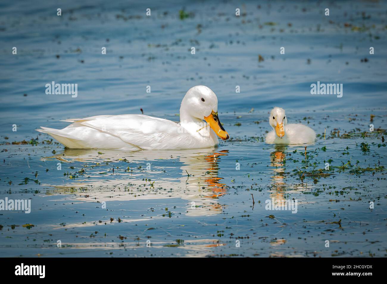 A female domestic duck and her duckling feeding in the waters of Green Bay near the dock of a marina near Sturgeon Bay Wisconsin. Stock Photo