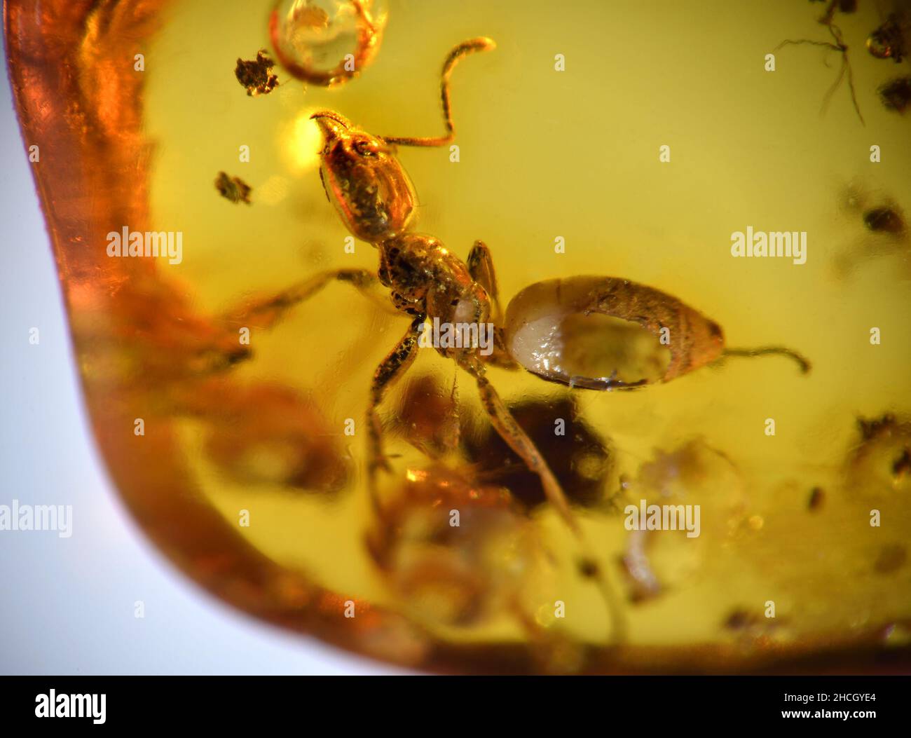 Prehistoric ant in Baltic amber Stock Photo