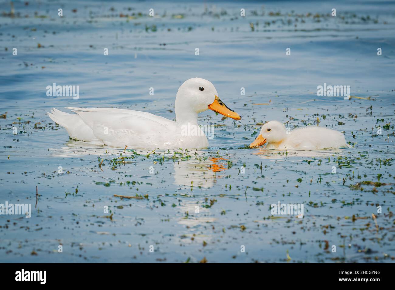 A female domestic duck and her duckling feeding in the waters of Green Bay near the dock of a marina near Sturgeon Bay Wisconsin. Stock Photo