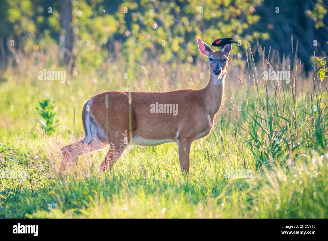A Red Winged Black Bird eating ticks from the head of a female White Tailed deer at a Door County land trust property near Sturgeon Bay Wisconsin. Stock Photo