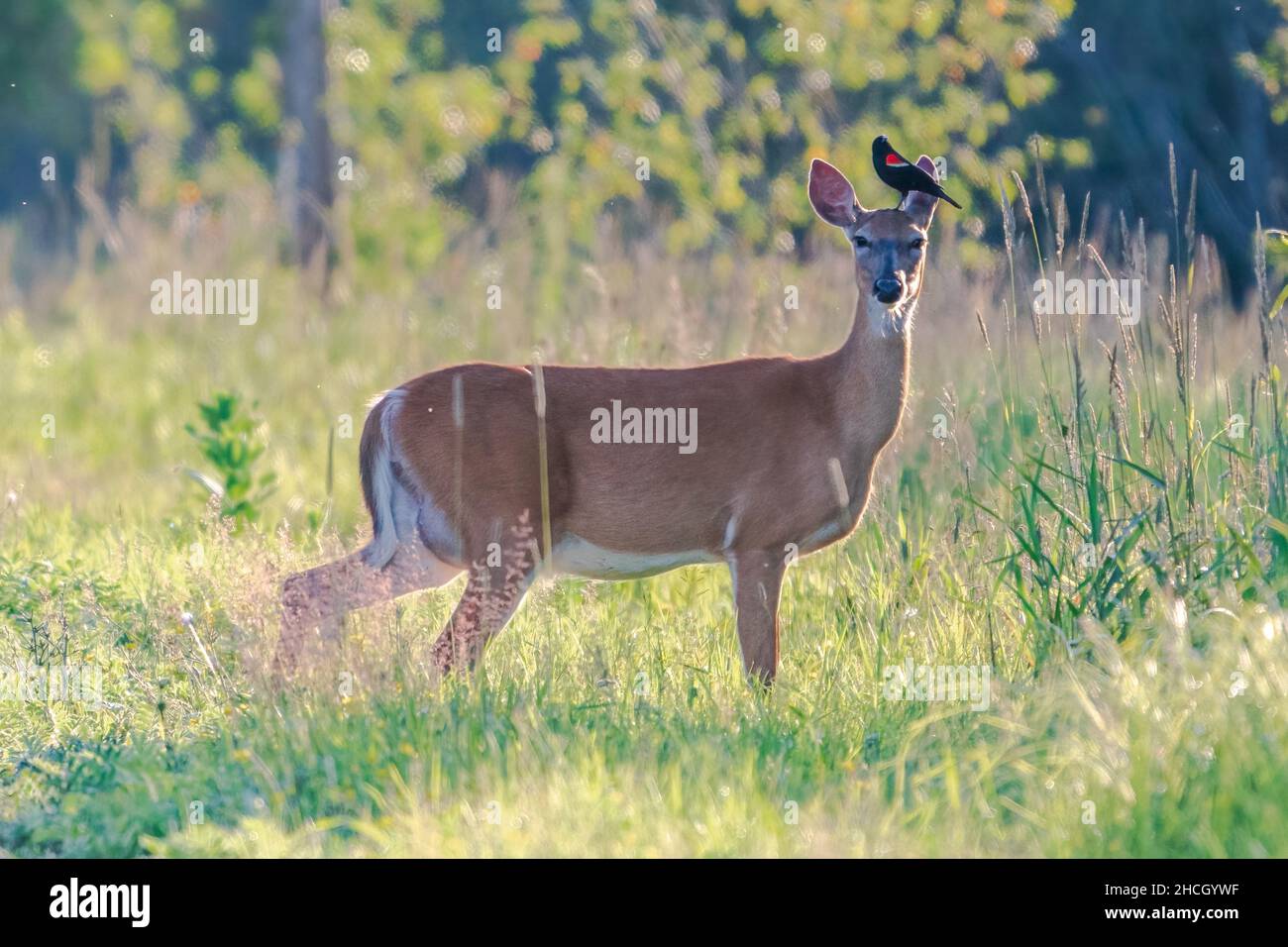 A Red Winged Black Bird eating ticks from the head of a female White Tailed deer at a Door County land trust property near Sturgeon Bay Wisconsin. Stock Photo