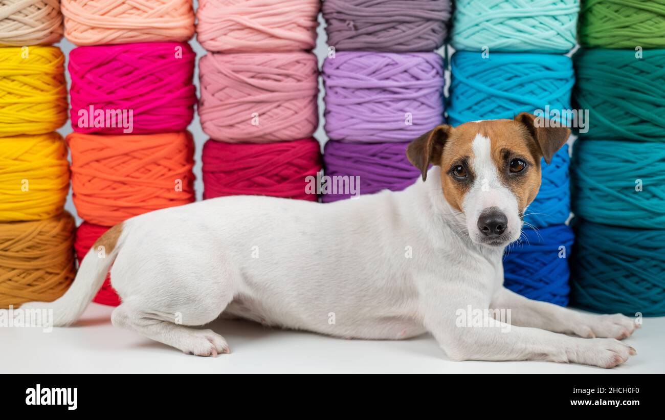 jack russell store