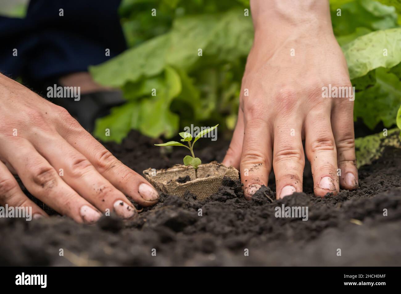 Small green plant seedling is growing in the soil Stock Photo