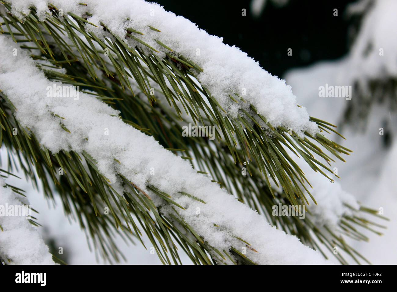 Close up of fir tree branch covered with snow in winter forest. Real winter and Christmas background Stock Photo