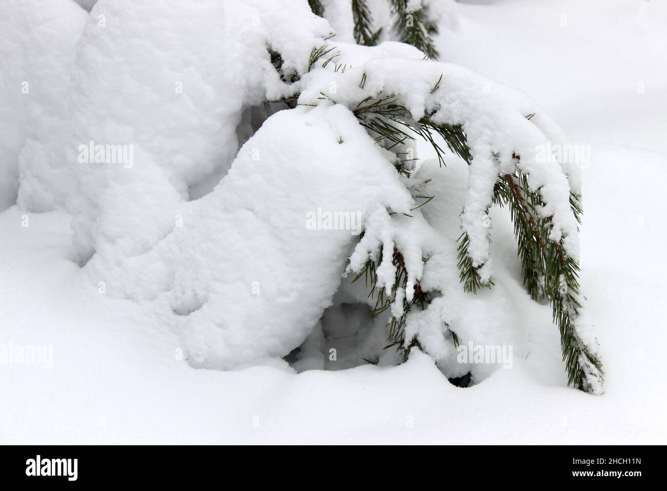 frozen winter landscape snowy forest Stock Photo - Alamy