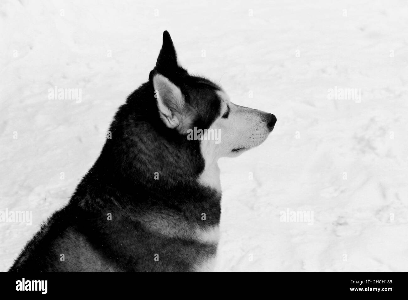 Siberian Husky dog portrait outdoor in winter Stock Photo